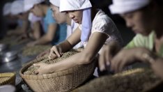 Светът се нуждае от кафе, но Виетнам не може да помогне