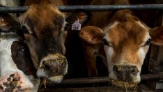 ЕК е одобрила помощ за малките и средни млекопроизводители в България