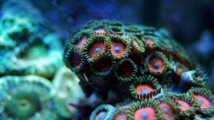 Глобалното затопляне обрича на гибел кораловите рифове 