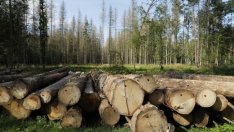 ЕП подкрепи плановете горите да поглъщат повече въглероден двуокис