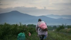 ЕК включи българското розово масло в списъка със защитени продукти