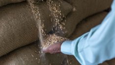 Русия и Сие ограничават износа на пшеница. Какво ще означава това за България?