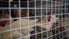 Птичият грип увеличава риска от още по-голяма инфлация при храните