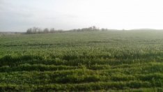 Цените на производител в селското стопанство продължават да намаляват на годишна база