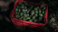 САЩ забраниха вноса на авокадо от най-големия производител