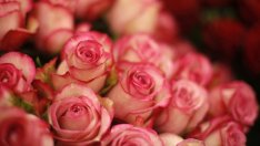 Холандия е най-големият износител на цветя в ЕС