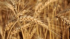 Продължават делата в САЩ срещу хербицида Раундъп