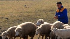 Овцевъдите ще получат 5 млн. лв. компенсации за скъпите горива  