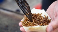 Планират най-големия завод за продукти от насекоми в Югоизточна Европа у нас