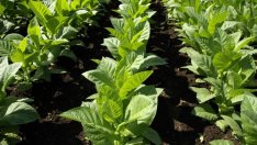 Мрежа от четири незаконни цигарени фабрики разкри полицията