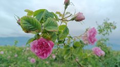 Съветът на ЕС прие позицията на България за производителите на етеричномаслени култури