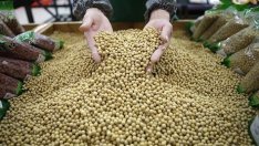 Европейският съюз отглежда едва 10% от соята, която преработва