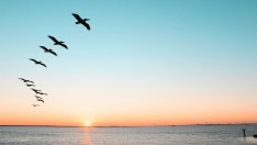 Павел Зехтинджиев: Птиците показват кризата в екосистемите след човешката намеса