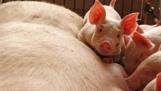 БАБХ: Още тази вечер ще бъдат ликвидирани свинете от с. Тутраканци