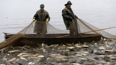 Как недекларирани над 5 хил. тона риба, произведени у нас, стига до пазара?