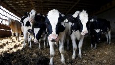 Канадските млекопроизводители са притеснени от условията, поставени от САЩ