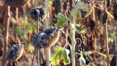 Обсъждат се мерки за компенсация на критичните загуби в земеделието