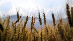 Кампанията за директните плащания се очаква да бъде удължена