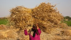 Житниците на Европа държат цените на храните под контрол