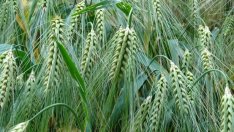 Директните плащания за България се очаква да намалеят с под 1% след 2020 г.