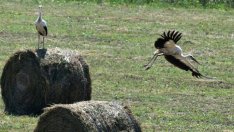 ЕП призова държавите членки да улеснят достъпа до земя за млади фермери