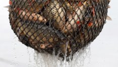 Агенцията по храните започва засилени проверки преди декемврийските празници