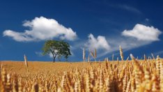 Потреблението на пшеница в ЕС расте с около 1%