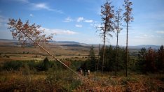 Общо 10,3 милиона лева са предвидени за залесяване през 2020 г.