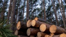 Германски съд спря подготовката за завода на Tesla в Берлин*