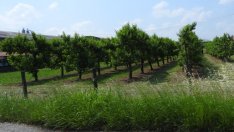 "Адванс Терафонд" с рекорден дивидент, разпределя 99,72% от печалбата