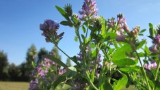 Фермери получават компенсации за унищожена реколта през 2015 г.