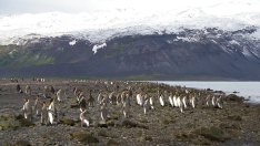 „Никъде на Земята не е безопасно“: Необитаеми антарктически острови са обложени с 10% мито
