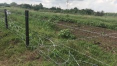 Руските ветеринарни власти забраниха вноса на свинско месо от България