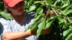 И производителите на череши ще бъдат подпомагани заради руското ембарго