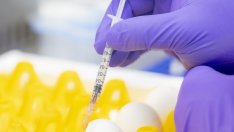 Завръщането на птичия грип повишава цените на яйцата по света