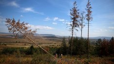 Брюксел ще затегне правилата за биомасата като възобновяем източник на енергия