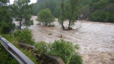 Защитена зона за опазване на дивите птици спря почистването на Вит