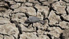 Сушата в Източна Африка ще става все по-тежка