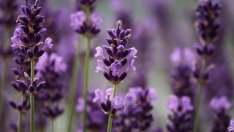 Защо се стигна до бум на лавандулови насаждения и свръхпроизводство на масло?