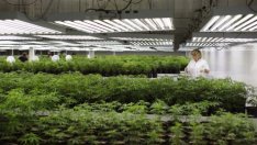 Колко опасна е администрацията на Тръмп за прохождащия сектор на марихуаната?