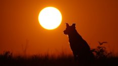 Русия регистрира първата ваксина срещу коронавирус за животни