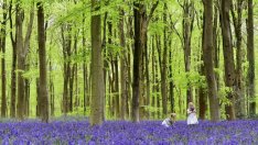 Самозалесяване увеличава площта на горите ни с 9% за 18 години