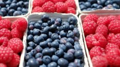 В България има отлични условия за отглеждане на боровинки