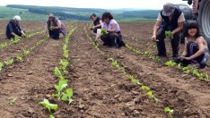 Започва изкупната кампания на тютюна от тазгодишната реколта