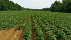 Оранжерийните производители искат компенсации заради високите цени на енергията