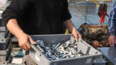 Вече са договорени половината от евросредства в рибния сектор