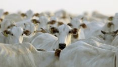 Руското агроминистерство иска млекопроизводителите да изписват процента растителна мазнина