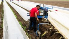 Industry Watch: Еднодневните договори изсветлиха заетостта в селското стопанство