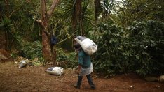 Горчивата цена на кафето