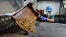 Насекомите са с крачка по-близо до чиниите на европейците